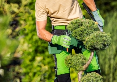 Tree Trimming in Beaverton: When Should You Call a Professional? sidebar image