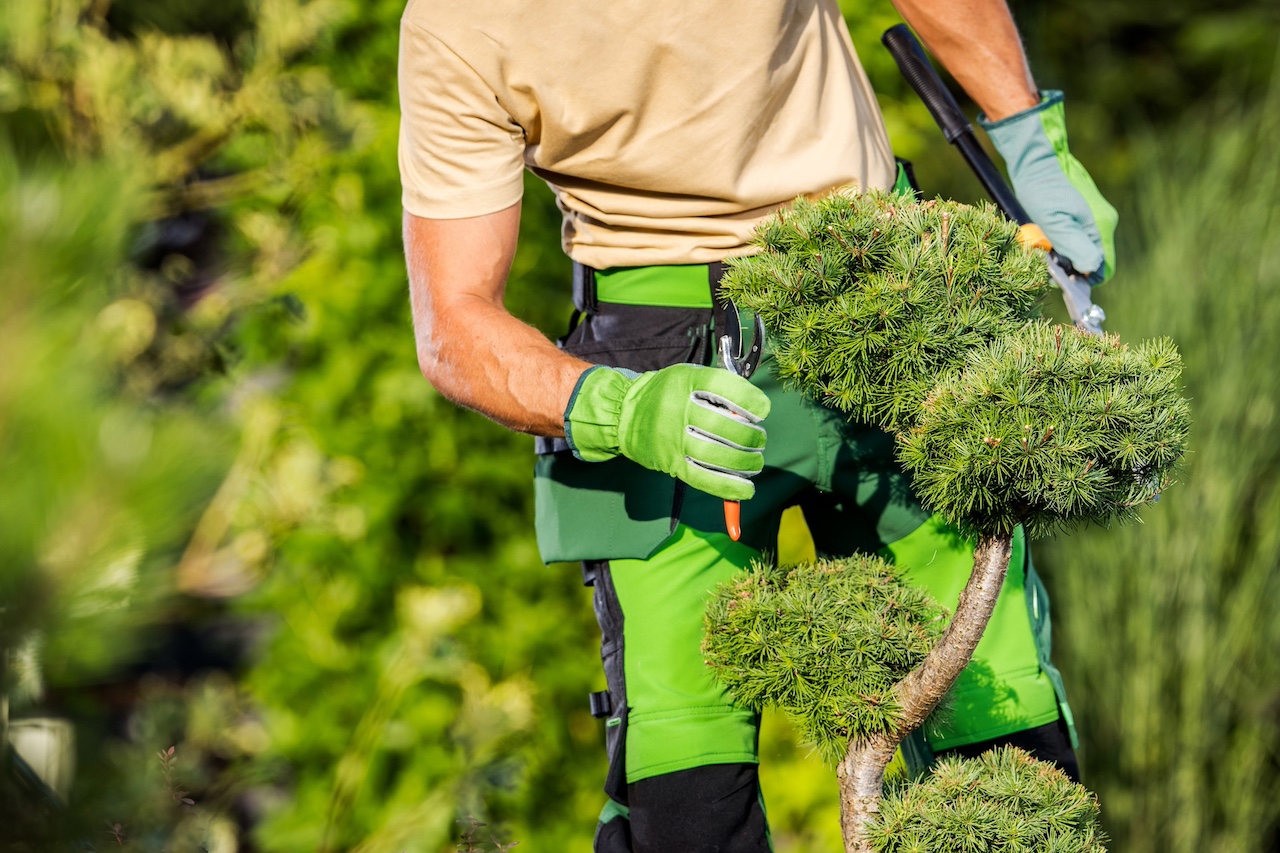 Tree Trimming in Beaverton: When Should You Call a Professional? Image